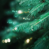クリスマスツリー（生もみの木）高さ150～200cmクラス