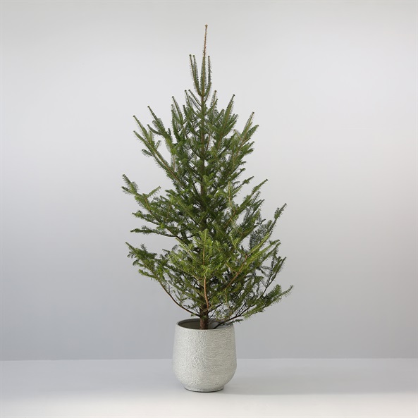 クリスマスツリー（生もみの木）高さ150～200cmクラス｜FUREAI 特別な 