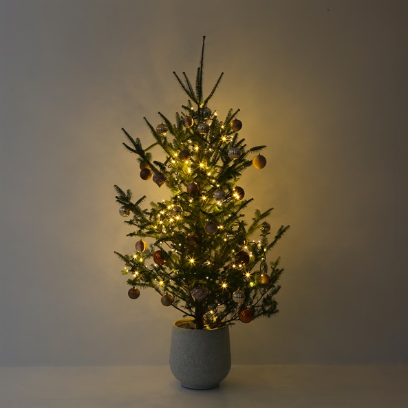 クリスマスツリー（生もみの木）高さ150～200cmクラス｜FUREAI 特別な 