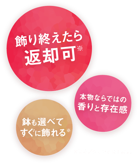 飾り終えたら返却可（※オプションとなります。）、鉢も選べてすぐに飾れる（※オプションとなります。）、本物ならではの香りと存在感