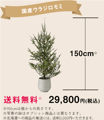 【国産ウラジロモミ】150cm（※根からの高さです。 ※麻布で根を巻いた状態でお届けします。） 送料無料 29,800円（税込）