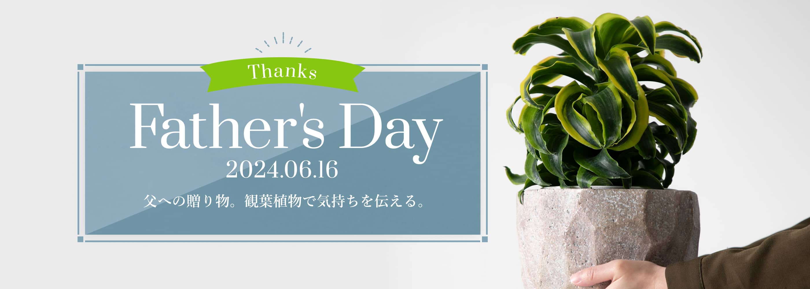 Thanks Father's Day 2024.06.16 父への贈り物。観葉植物で気持ちを伝える。