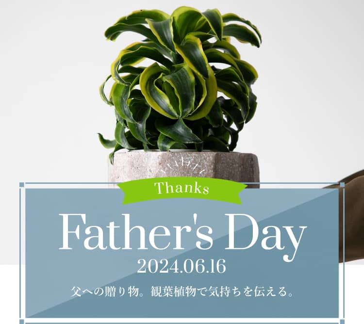 Thanks Father's Day 2024.06.16 父への贈り物。観葉植物で気持ちを伝える。