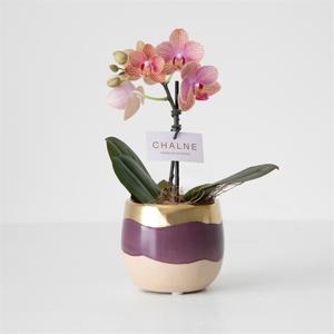ミディ胡蝶蘭 クローム鉢 4号鉢 2本立ち | FUREAI - 特別な日の通販