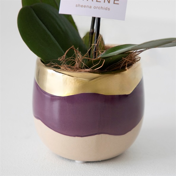 テーブル胡蝶蘭 シャルネ鉢 3号鉢 1本立ち | FUREAI - 特別な日の通販