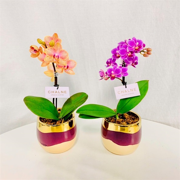 テーブル胡蝶蘭 シャルネ鉢 3号鉢 1本立ち | FUREAI - 特別な日の通販