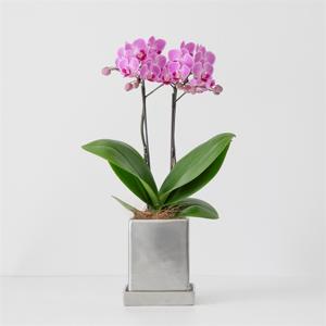 インポート・海外人気ブランド ミディ胡蝶蘭 クローム鉢 4号鉢 2本立ち | FUREAI - 特別な日の 花