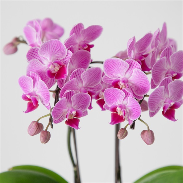 ミディ胡蝶蘭 クローム鉢 4号鉢 2本立ち | FUREAI - 特別な日の通販