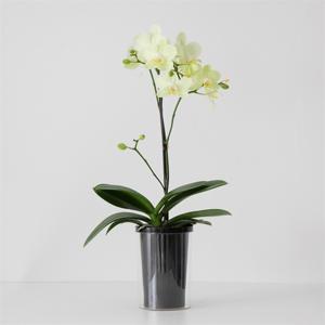 ミディ胡蝶蘭 クローム鉢 4号鉢 2本立ち | FUREAI - 特別な日の通販