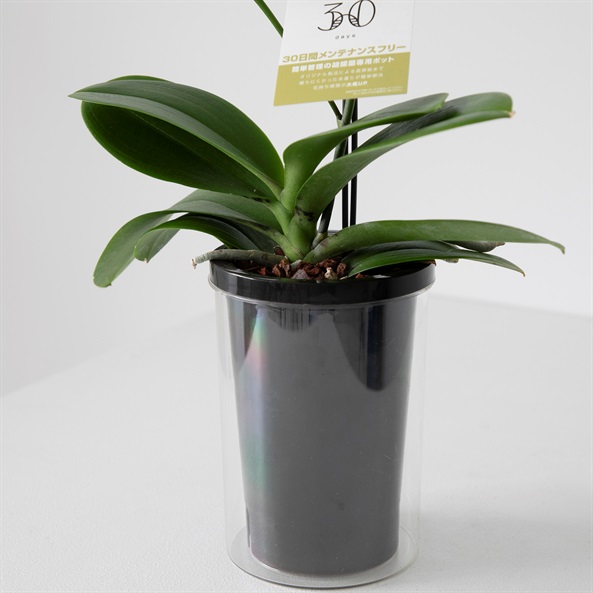 ミディ胡蝶蘭 タンブラーポット 4号鉢 1本立ち | FUREAI - 特別な日の ミディ胡蝶蘭 タンブラーポット 4号鉢 1本立ち | FUREAI - 特別な日の