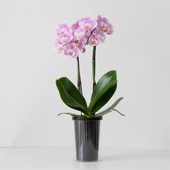 ミディ胡蝶蘭 タンブラーポット 4号鉢 2本立ち | FUREAI - 特別な日の