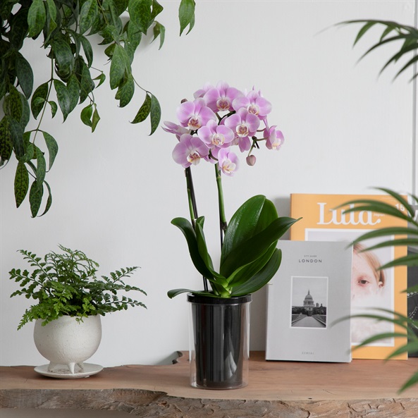 ミディ胡蝶蘭 タンブラーポット 4号鉢 2本立ち | FUREAI - 特別な日の