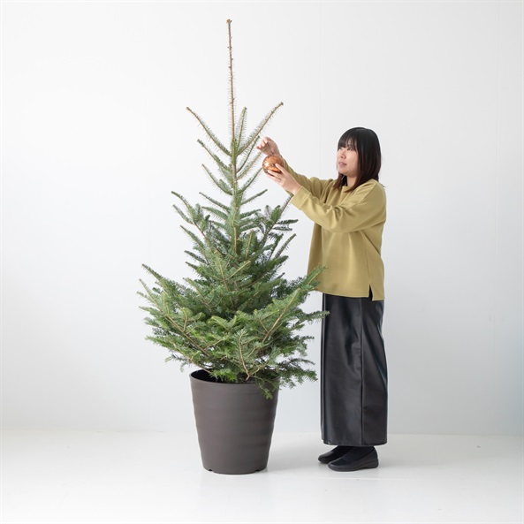 もみの木 モミの木 苗木 ウラジロモミノキ 145cm❗クリスマスツリー 針葉樹 もみの木 モミの木 苗木 ウラジロモミノキ 145cm❗クリスマス