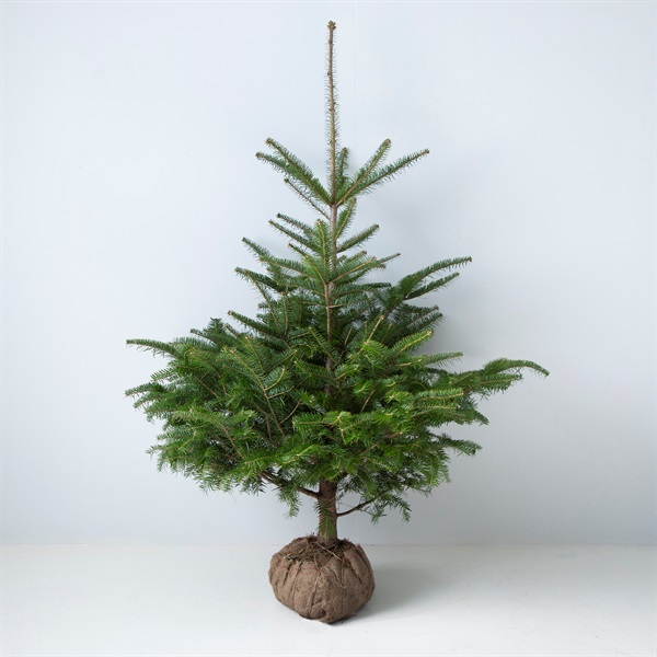 もみの木 高さ150ー180cmクラス | FUREAI - 特別な日の通販