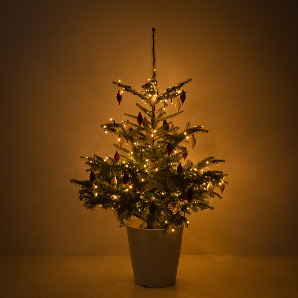 もみの木 高さ150ー180cmクラス | FUREAI - 特別な日の通販 “フレアイ”