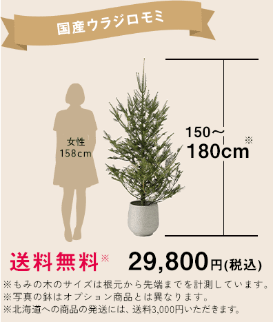 返却可！生もみの木で育てるクリスマス | FUREAI - 特別な日の通販