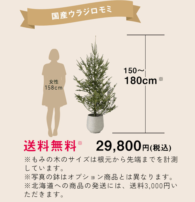 もみの木 高さ150ー180cmクラス | FUREAI - 特別な日の通販