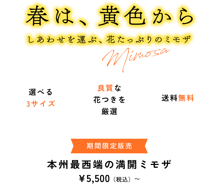本州最西端の満開ミモザ | FUREAI - 特別な日の通販 “フレアイ”